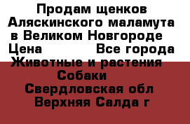 Продам щенков Аляскинского маламута в Великом Новгороде › Цена ­ 5 000 - Все города Животные и растения » Собаки   . Свердловская обл.,Верхняя Салда г.